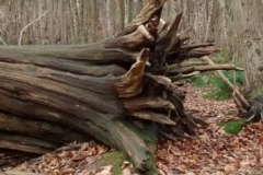 sweet-chestnut-fallen-root-base