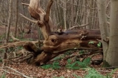 sweet-chestnut-fallen-trunk