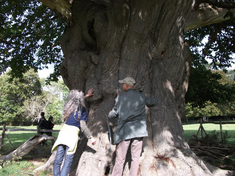 heritage-tree-surveyors-course-sept-2011-008