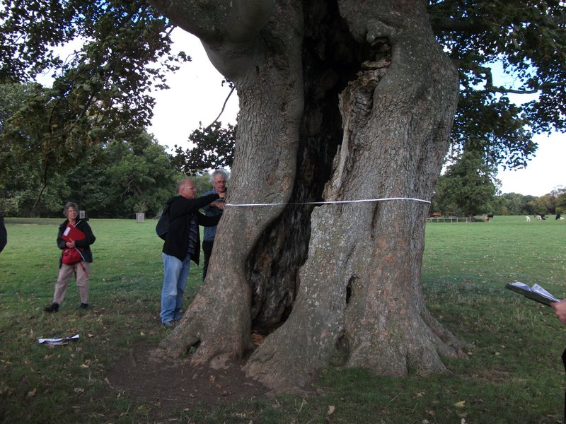 heritage-tree-surveyors-course-sept-2011-025