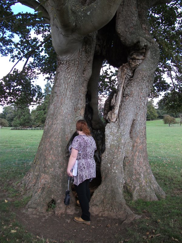 heritage-tree-surveyors-course-sept-2011-026