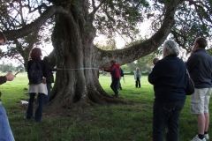 heritage-tree-surveyors-course-sept-2011-014