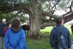 heritage-tree-surveyors-course-sept-2011-015