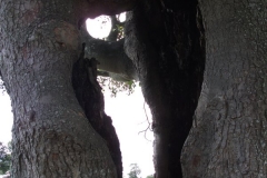 heritage-tree-surveyors-course-sept-2011-032