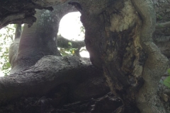 heritage-tree-surveyors-course-sept-2011-033