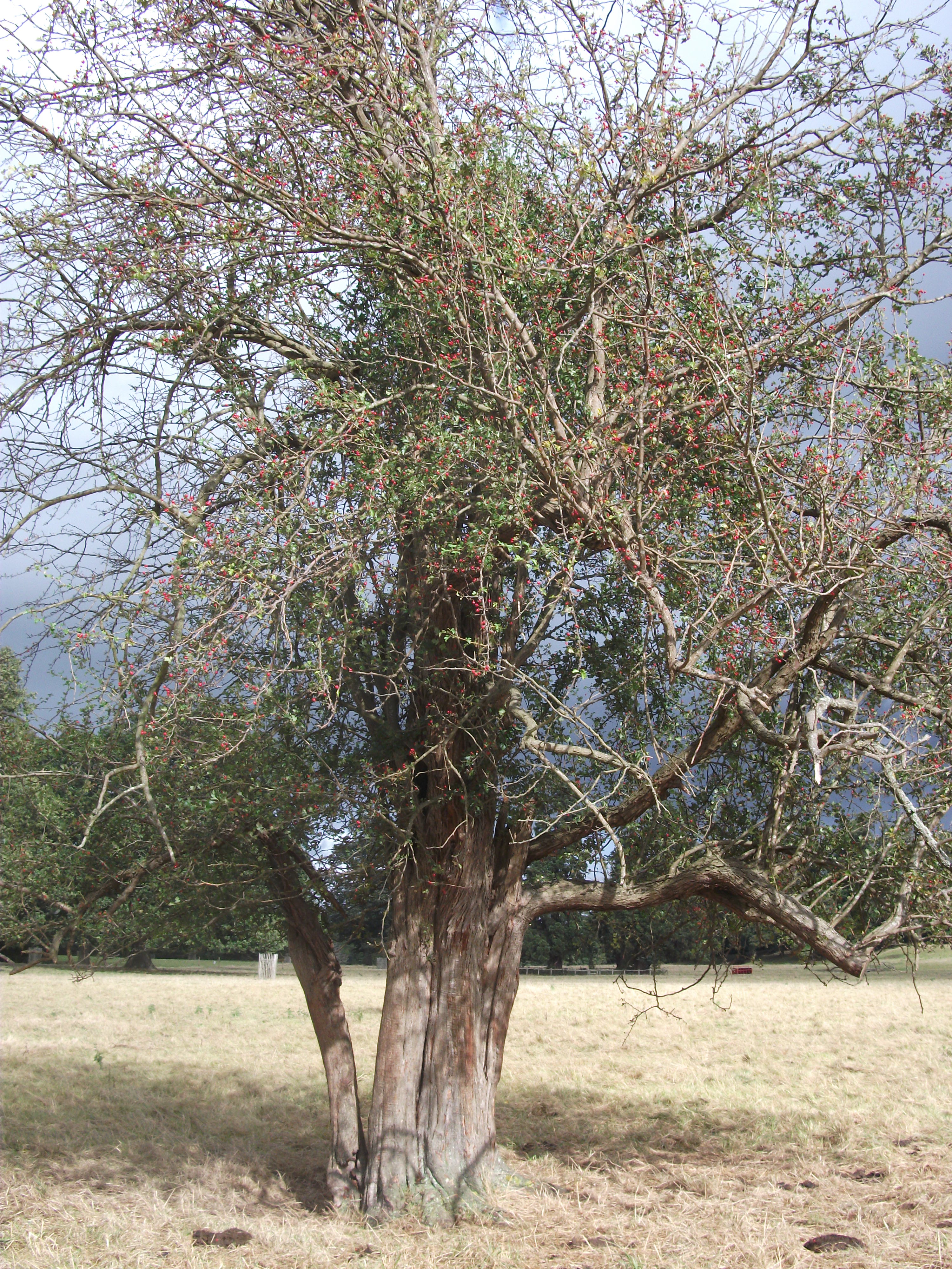 dscf0350