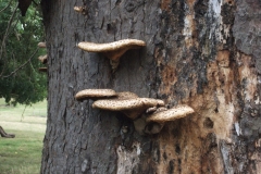 dscf0341