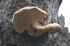 dscf0342