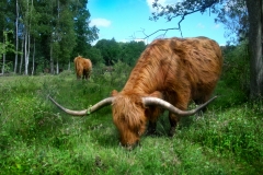 joel-ramsay-hairy-cow-at-hothfield-community-woodland