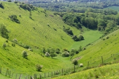 summer-devils-kneading-trough-wye