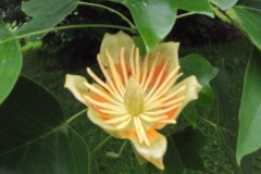 mote-park-guided-walk-june-2012-073