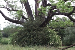 mote-park-guided-walk-june-2012-080