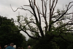 mote-park-guided-walk-june-2012-082