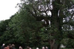 mote-park-guided-walk-june-2012-083