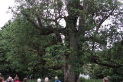 mote-park-guided-walk-june-2012-084