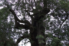 mote-park-guided-walk-june-2012-085