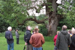 mote-park-guided-walk-june-2012-086