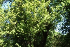 dscf0181