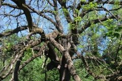 dscf0185