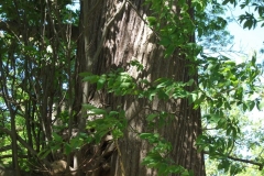 dscf0193
