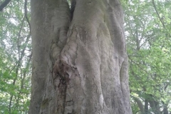 Beech-Elephant-Like