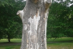 Beech-question-mark