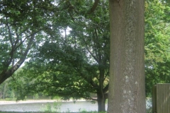 Reichwald-Forest-War-Graves-Oak