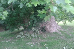 Tulip-Tree-1