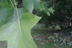 Tulip-Tree