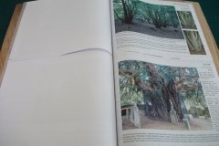 picture-036
