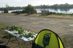 Leybourne Lakes Tree Trail view