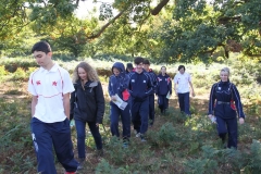 Knole-park-tree-trail