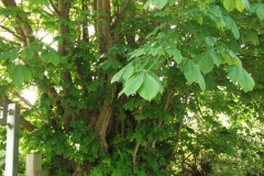 dscf0169