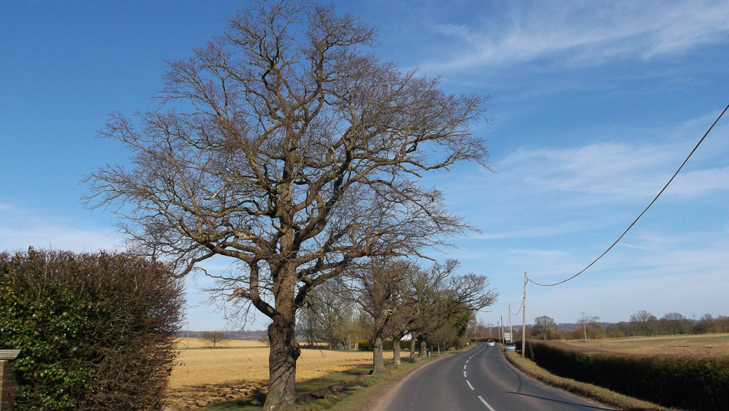 DSCF4592 Kent Heritage Trees Project
