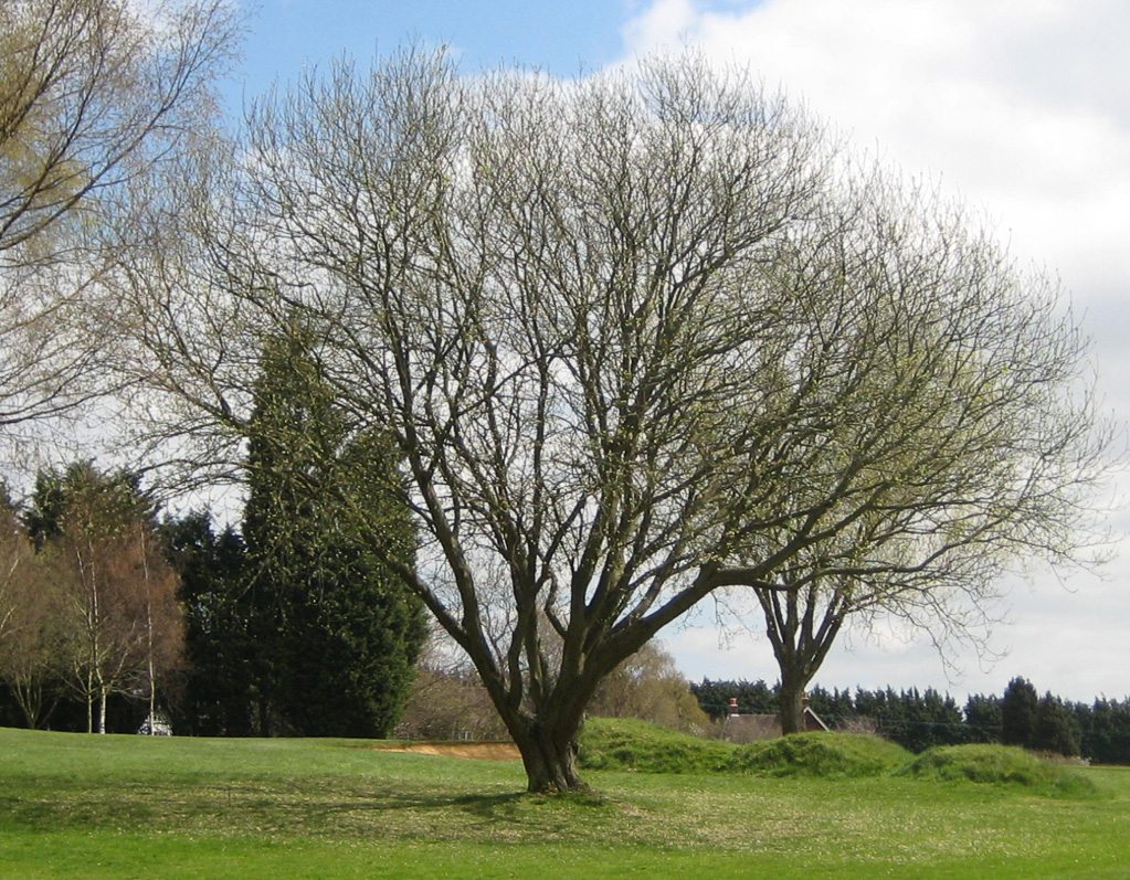 Are Willow Trees Poisonous To Goats at Zachary Chatterton blog