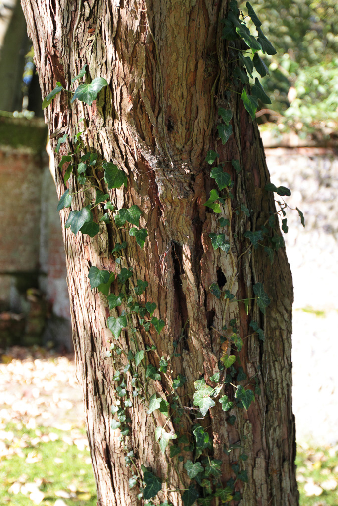 Kent Heritage Trees Project