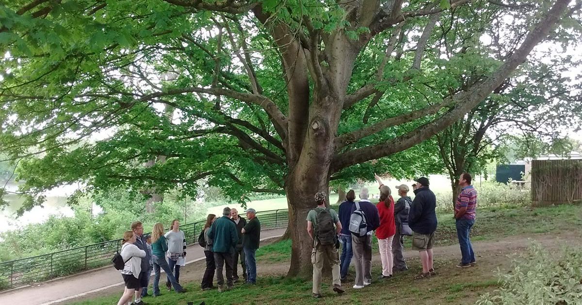 People looking at a heritage tree in Kent