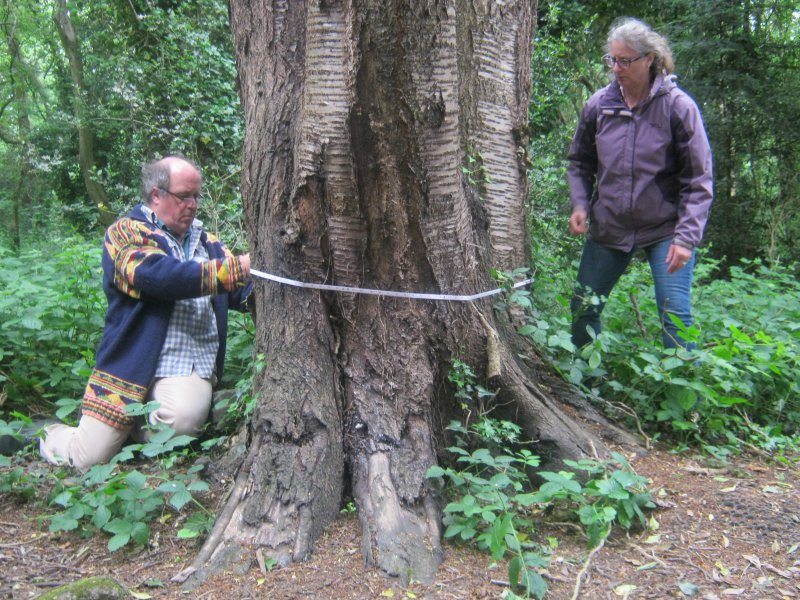 About Kent Heritage Trees Project Kent Heritage Trees Project
